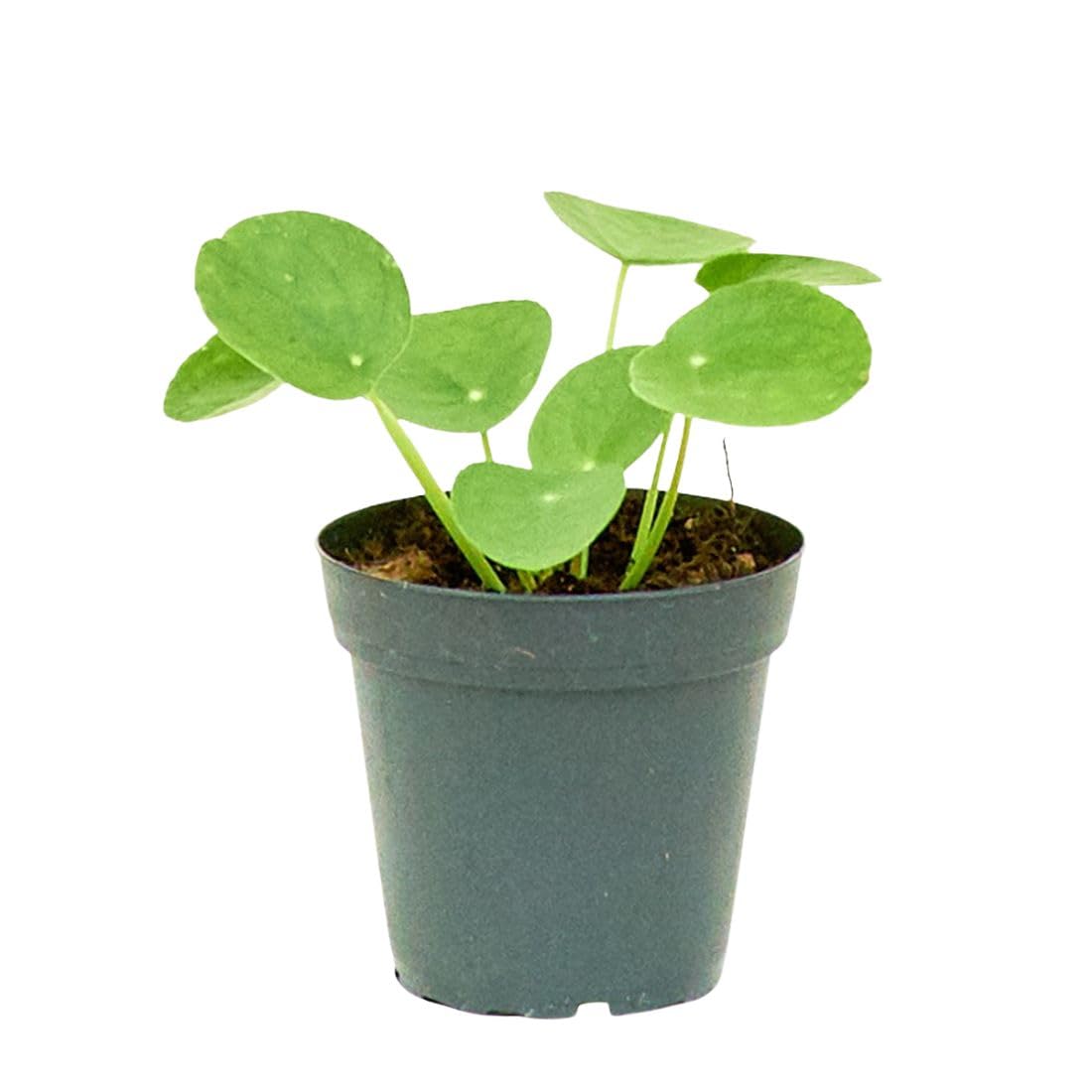 Amazon.com : Rooted Chinese Money Plant, Pilea Peperomioides, Live, Live  Indoor, Home Decor, Easy to Grow, Easy to Care, Outdoor Garden and Low  Maintenance Houseplant (4") : Patio, Lawn & Garden