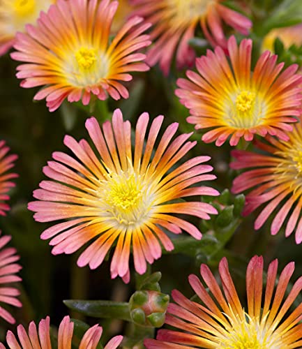 Winterharte Eisblumen für den Balkon von Baldur Garten