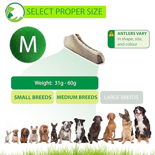 Primary Pets Premium Pet Supplies SPLIT Antlers for Dogs Size Medium, Naturally Shed, Sustainable - Image 4
