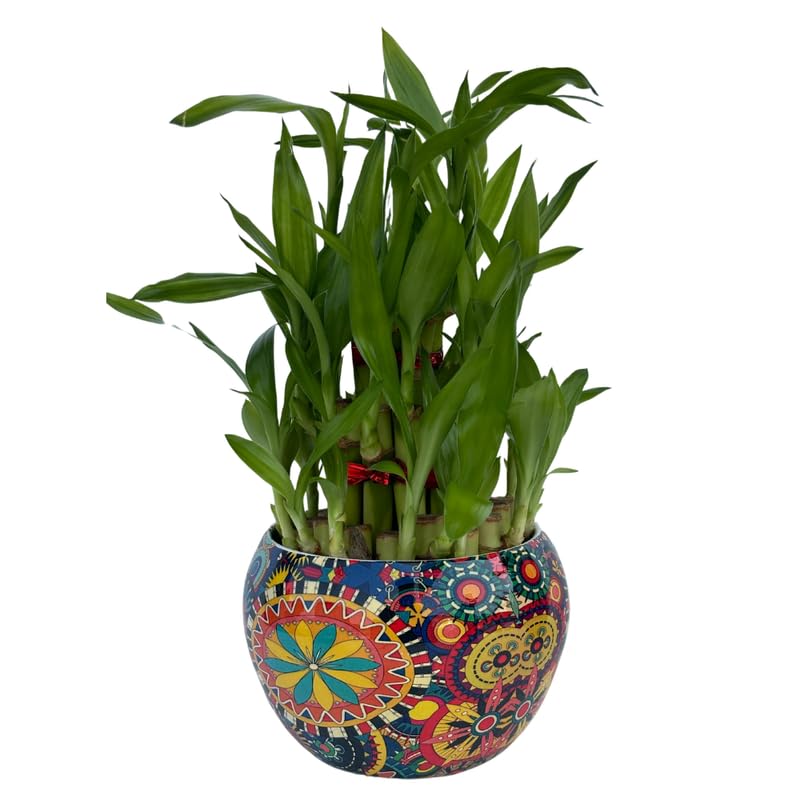 JESAA GREENS 3 Layer Bamboo Live Indoor Plant | Lucky Bamboo | Feng Shui Plant | Round Metal Pots for Living Room,Office Home Decoration | Colors and Design May Vary | Set of 1 (B0D2QVCQXC) Amazon Price History, Amazon Price Tracker