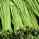 Vegetable Seeds for Planting Nutritious Yardlong Bean Seeds Heirloom Non-GMO Organic Chinese Long Pe