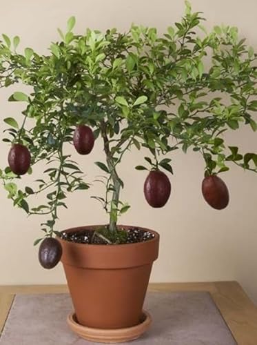 Citrus australasica Tree Caviar Lime or Finger fime in 12cm Pot Approx 20 cm Tall - Image 2