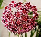 bonsai granado comprar ¡gran venta!hoya bonsai flores en maceta plantas de bonsái hoya orquídea planta jardín casero 100 partículas / paquete, plantación en casa: 4