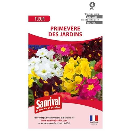 Graines de primevère des jardins