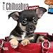 Chihuahua Puppies 2015 Mini 7x7