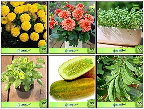 OhhSome Plant Seeds Combo Herb Seeds & Vegetable Seeds : Cucumber Sambar, Dolichus Beans (Grace), Dahlia -Beauty Mixed, Chrysanths Yellow, Cress Common, Lemon Basil Terrace Gardening - Eco