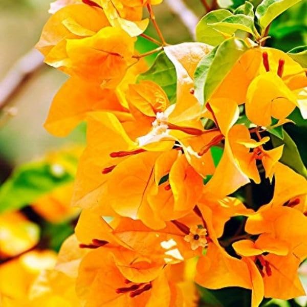 GreenWorld Special Yellow Colour Bougainvillea Flower Plant,Ready To Blooming At 6-8 MonthHealthy Original Variety Live Plant (B0CJ9S6DW7) Amazon Price History, Amazon Price Tracker