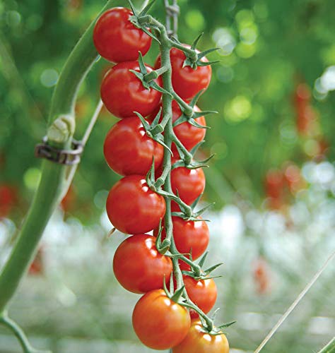 Creative Farmer Vegetable Seeds Tomato Seeds Summer Seeds - Cherry Tomato ?Seeds Seeds For Terrace Gardening Home Garden Seeds (B07N47NSJ5) Amazon Price History, Amazon Price Tracker