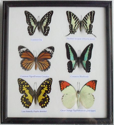 GABUR Real 6 Mix Butterflies Set Collection Gifts Taxidermy Display in Frame, 9.85 x 8.65 x 0.98 Inches, Black