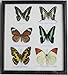 GABUR Real 6 Mix Butterflies Set Collection Gifts Taxidermy Display in Frame, 9.85 x 8.65 x 0.98 Inches, Black