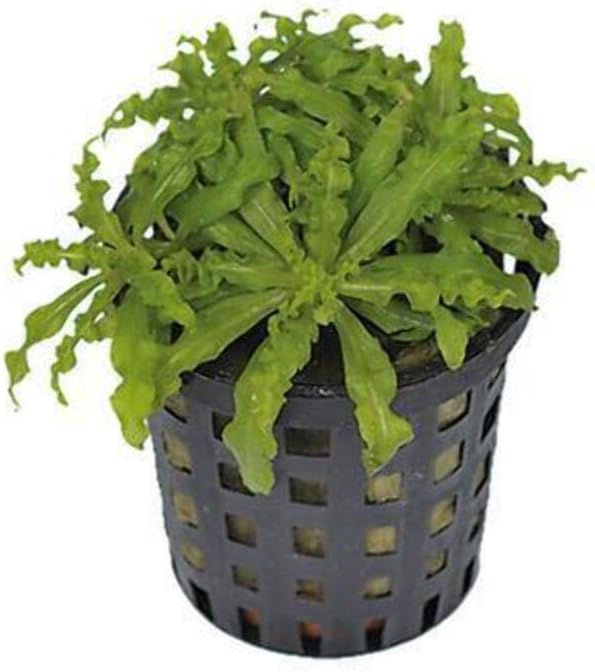 Aquafleur Pogostemon Helferi