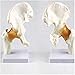 6 pcs/Set Anatomy Models Human Shoulder Elbow Hip Knee Hand Foot Joint Bone Models Human Joint Anatomy Model Science Models Human Body Six Major Joint Models Joint Series Model