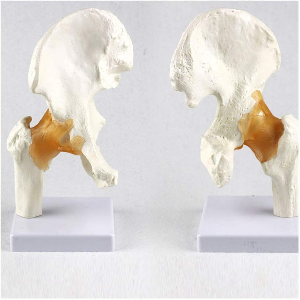 Image of 6 pcs /Set Anatomy Models Human Shoulder Elbow Hip Knee Hand Foot Joint Bone Models Human Joint Anatomy Model Science Models Human Body Six Major Joint Models Joint Series Model
