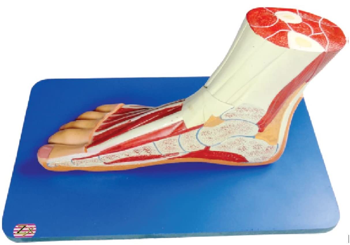 ZX Foot Model HSP Resin Life Size 31 features labeled