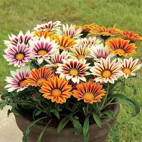 Image of Gazania Sunshine Mix Flower Seeds Pack of 50 Plus Seeds Multicolor Daisy Flower Seeds for Home Garden Balcony Pots Outdoor Gardening(Gazania sun shine)