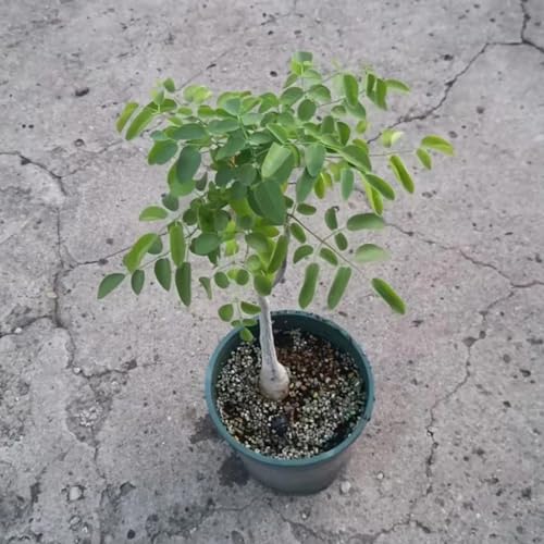 25 Piezas Semillas De Moringa, Plantas En Maceta Extremadamente Resistentes, Plantas De Otoño, Semillas De Árboles Resistentes (Moringa Oleifera), Plantas De Balcón, Árbol Bonzai, Plantas De