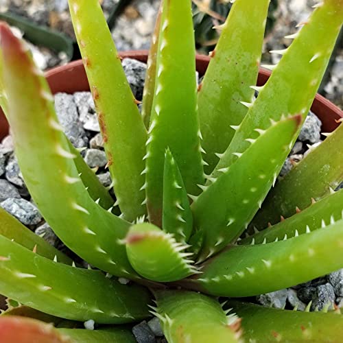 Aloe Vera Chinensis Cacti Cactus Succulent Real Live Plant #TOP1