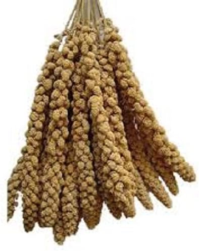 MILLET SPRAYS PACK OF 6 SPRAYS - BUDGIES - FINCHES - CANARIES - COCKATIEL - FOOD