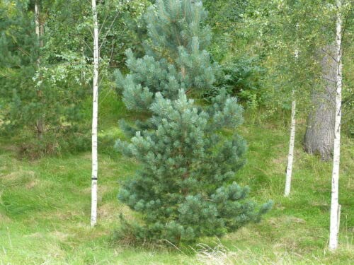 1 x Scots Pine Tree 1ft Tall in 2L Pot, Native Evergreen, Pinus Sylvestris
