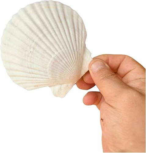 NIIIYTYB Conchas de vieira grandes de 4 a 5 pulgadas, conchas naturales para manualidades, proyectos de bricolaje, decoración de boda en la playa,