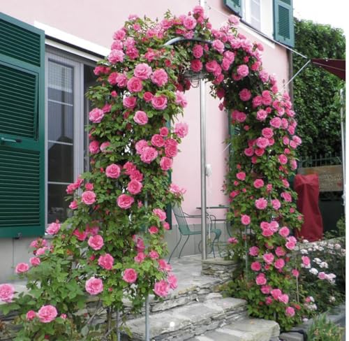Zephirine Drouhin Thornless Climbing Rose Bush, Bright Pink Blooms in a 3 Litre Pot