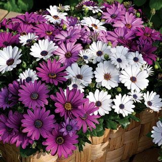 Mixed Dimorphotheca Flower Hybrid Seeds For Garden pack of 50 seeds-image-12