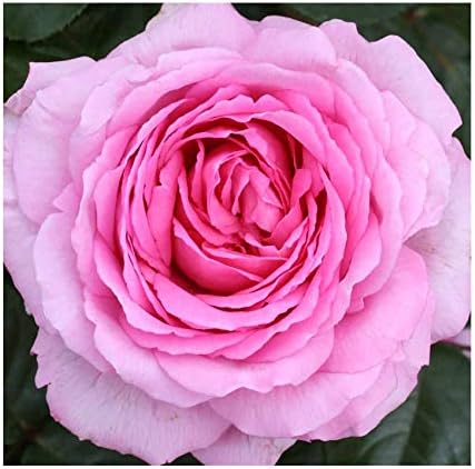 Rosa Bush Rose Modern Hybrid Tea 'Mum in a Million' Potted