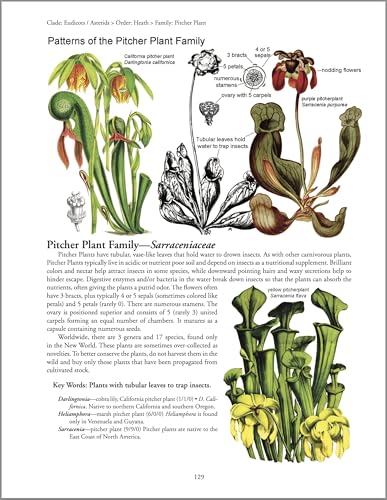 Image of Botany in a Day: The Patterns Method of Plant Identification: An Herbal Field Guide to Plant Families of North America