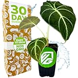 Black Velvet Elephant Ear Live Plant - Alocasia reginula - Wellspring Gardens Starter Plant - Exotic Tropical Houseplant for Indoor Spaces & Outdoor Garden Landscaping - Dark Green Velvet Foliage