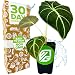 ELEPHANT EAR - Alocasia reginula Black Velvet Tropical garden LIVE PLANT
