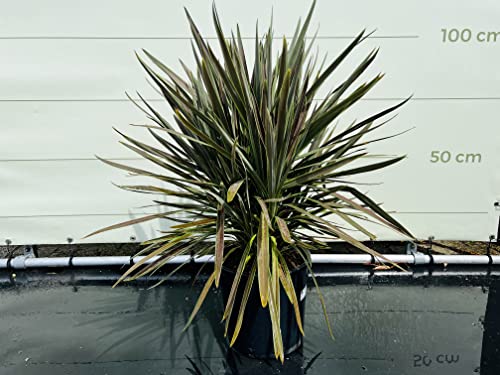 Tropictrees cordyline chocolade 100cm - Afbeelding 6