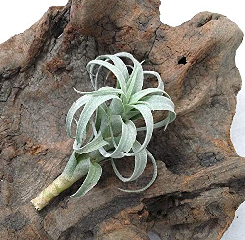 Amazon｜エアープランツ チランジア ナナ【サイズ6～8cm前後】エア