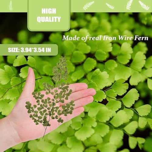 Hojas de helecho hierro natural secas 42 piezas para arte DIY miniatura 2