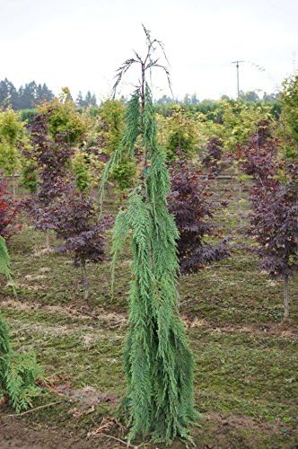 Narrow Weeping Alaskan Cedar - Chamaecyparis nootkatensis 'Van den Akker' 2 - Year Live Plant