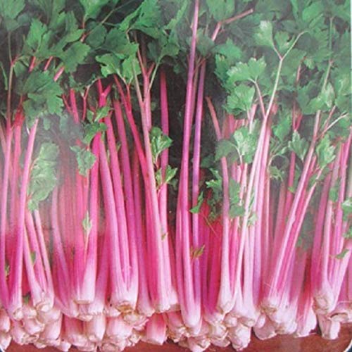 Tiowea Fresh Flower Vegetable Seeds Cornflower Verbena Salad Tomato Red Celery Garden Flower Seeds