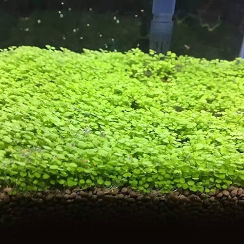 Haloppe 500 Unids Semillas de Plantas de Acuario para Plantar en el Jardín del Hogar, Semillas de Plantas de Acuario de Tanque de Peces Decoración de Hierba de Agua Planta de Primer Plano de Jardí