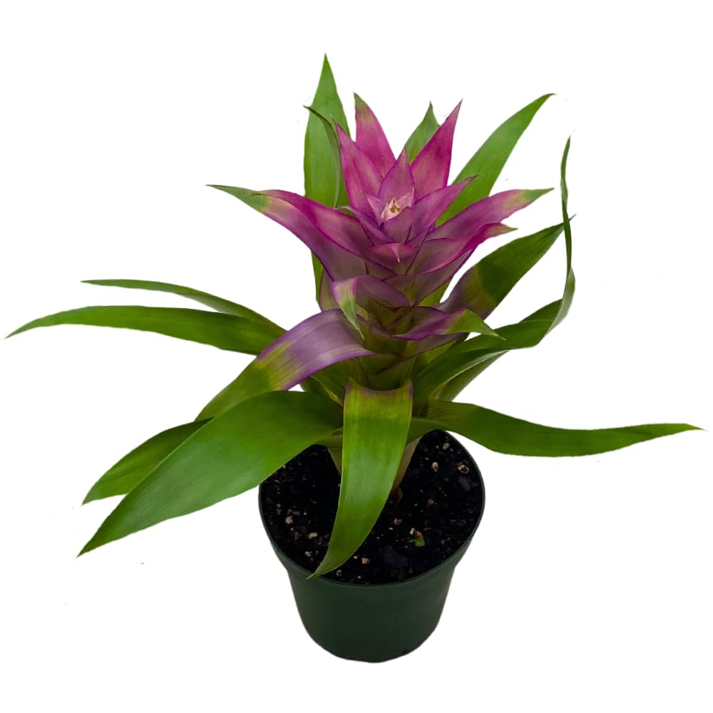 BubbleBlooms Purple Bromeliad