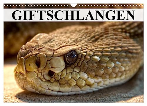 Giftschlangen (Wandkalender 2026 DIN A3 quer), CALVENDO Monatskalender: Die Familie der Vipern, Ottern und Giftnattern (CALVENDO Tiere)