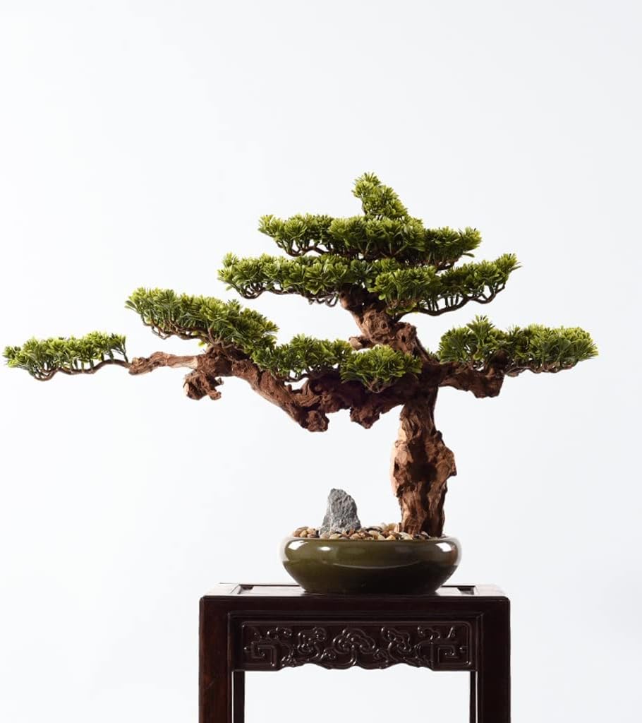 赤松 [斜幹木] 大盆栽