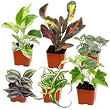 Easy to Grow Houseplants (6PK), Live House Plants in Plant Containers, Growers Choice Plant Set in Planters with Potting Soil Mix, Home Decor Planting Kit or Outdoor Garden Gifts by Plants for Pets