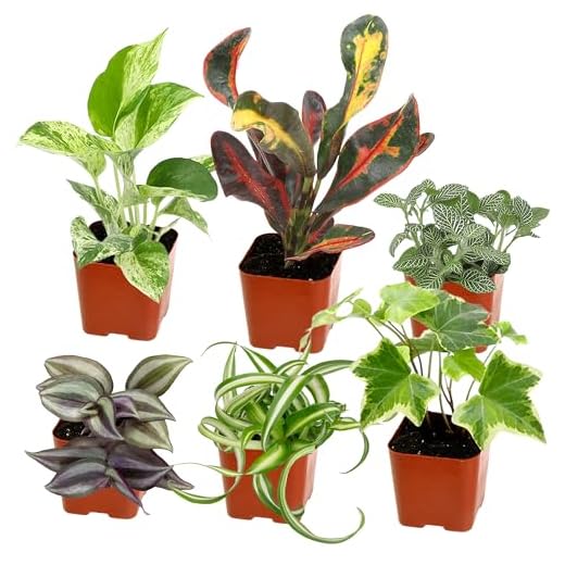 Easy to Grow Houseplants (6PK), Live House Plants in Plant Containers, Growers Choice Plant Set in Planters with Potting Soil Mix, Home Decor Planting Kit or Outdoor Garden Gifts by Plants for Pets
