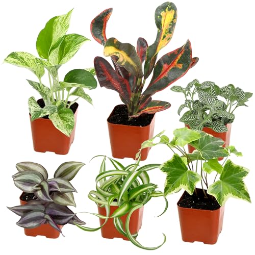 Easy to Grow Houseplants (6PK), Live House Plants in Plant Containers, Growers Choice Plant Set in Planters with Potting Soil Mix, Home Decor Planting Kit or Outdoor Garden Gifts by Plants for Pets