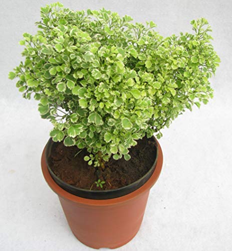 Setgreen Aralia Plant White with Plastic Pot Brown or Black Plant Height Will be Around 0.5 to 1 feet (Plant Size and Shape May Vary) (B07LGBR533) Amazon Price History, Amazon Price Tracker