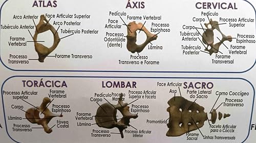 MAPA/POSTER DE ANATOMIA HUMANA - SISTEMA ESQUELÉTICO 1 - LARGURA 89 CM X ALTURA 117 CM