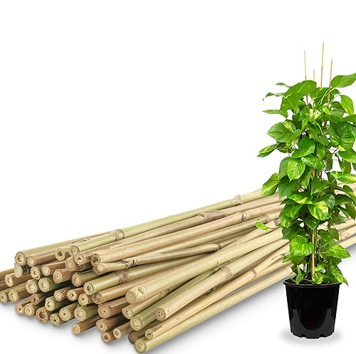 50Pcs / 4ft Bamboo Plant Stakes for Indoor Outdoor Plants Garden Plant Support Sticks Poles for Tomato Vegetables Beans Trees Potted Climbing Plants(0.32-0.4)