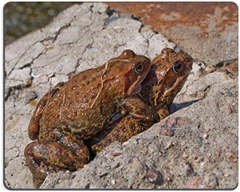 Liili Mouse Pad Natural Rubber Mousepad IMAGE ID: 4781222 Frog animal amphibian on nature with eye close up
