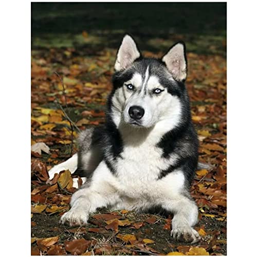 5D DIY Diamant Peinture Plein Forage Strass Diamond Painting Chien Husky d'automne 50x70cm Peinture par Diamants pour Adultes Point De Croix Kit Broderie Diamant Art Home Décoration Murale Cover