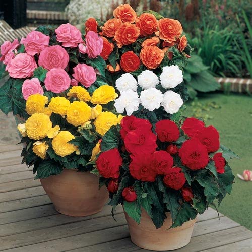See full amazon price history chart for Begonia Plants Live for Home Gardening Pack of 5 Bulbs By Zabbus Mix Colour Begonia Plants Live for Home Gardening Pack of 5 Bulbs By Zabbus Mix Colour (B0BSSCKGX1) Amazon Price History, Amazon Price Tracker