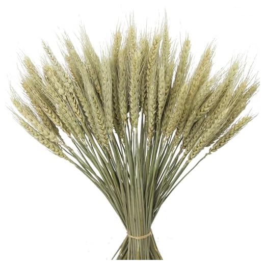 CEWUDA 100 Stück Getrockneter Weizen Trockenblumen Natürliche Weizenähren Deko Getrocknete Blumen 43cm Weizenbündel Weizen Natürliche Trocken Blumen für Hochzeit Zuhause Balkon Party Tisch Vase