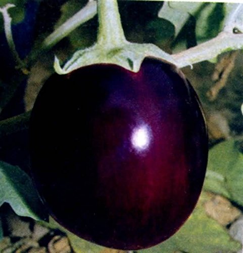 Raunak Seeds Omaxe Brinjal Round Hybrid Variety, Avg 30-50 Seeds (B01IZRS09M) Amazon Price History, Amazon Price Tracker